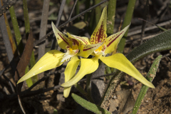 Caladenia flava