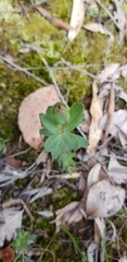 Pimelea humilis