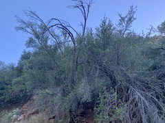 Cercocarpus betuloides