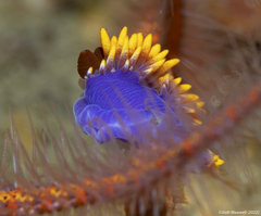 Flabellinopsis iodinea