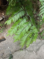 Angiopteris lygodiifolia
