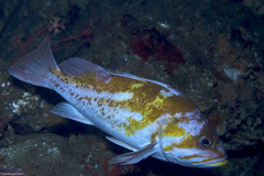 Sebastes caurinus