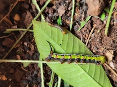 Cephonodes hylas
