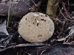 Lycoperdon