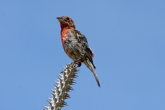 Haemorhous mexicanus