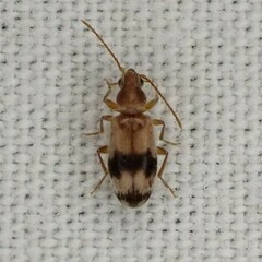 Notoxus calcaratus