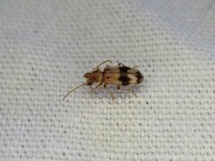 Notoxus calcaratus