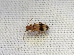 Notoxus calcaratus