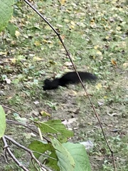Sciurus carolinensis