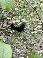 Sciurus carolinensis