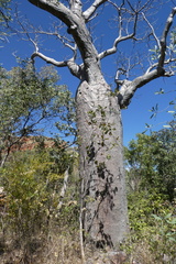 Adansonia gregorii