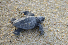 Lepidochelys olivacea