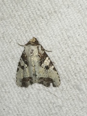 Condicini