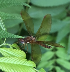 Perithemis tenera