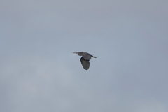 Egretta sacra