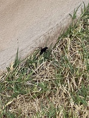 Aculeata