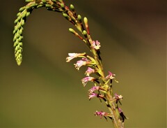 Oenothera curtiflora