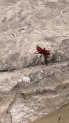 Neurothemis taiwanensis