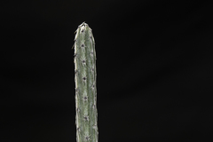 Peniocereus viperinus