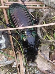 Megadromus antarcticus