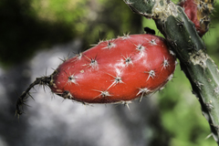 Peniocereus viperinus