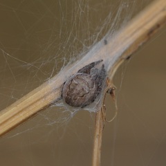 Larinioides patagiatus