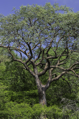 Bursera lancifolia