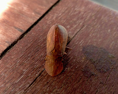 Ledromorpha planirostris