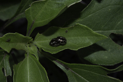 Zygogramma clathrata