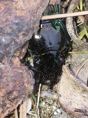 Megadromus antarcticus