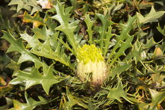 Banksia armata