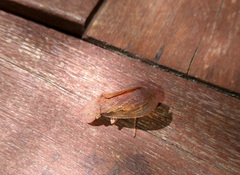 Ledromorpha planirostris