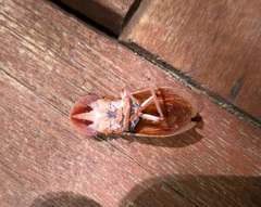 Ledromorpha planirostris