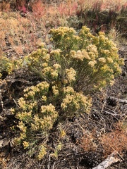 Chrysothamnus