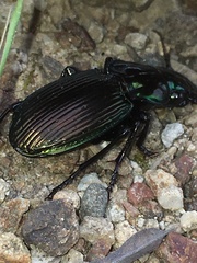 Megadromus antarcticus