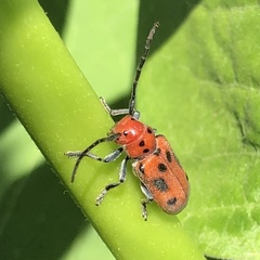 Tetraopes tetrophthalmus