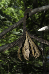 Cedrela salvadorensis