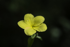Haplophyton cimicidum