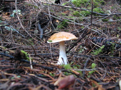 Leucocortinarius bulbiger