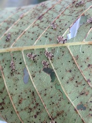 Corythucha juglandis