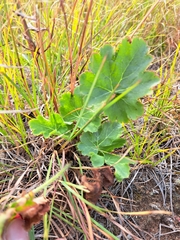 Heuchera richardsonii