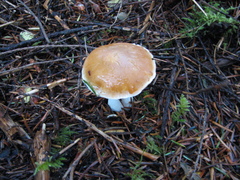 Leucocortinarius bulbiger