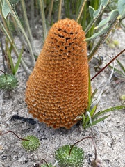 Banksia