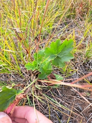 Heuchera richardsonii