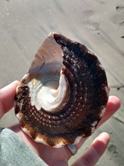 Megastraea undosa