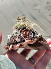 Megastraea undosa
