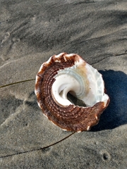Megastraea undosa