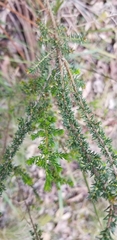 Dillwynia phylicoides