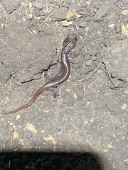 Aneides lugubris