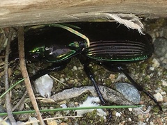 Megadromus antarcticus